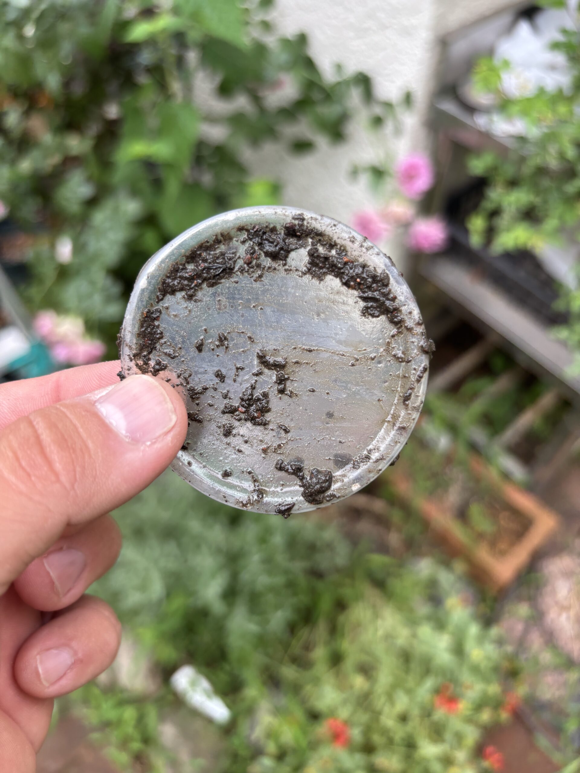 雨樋清掃