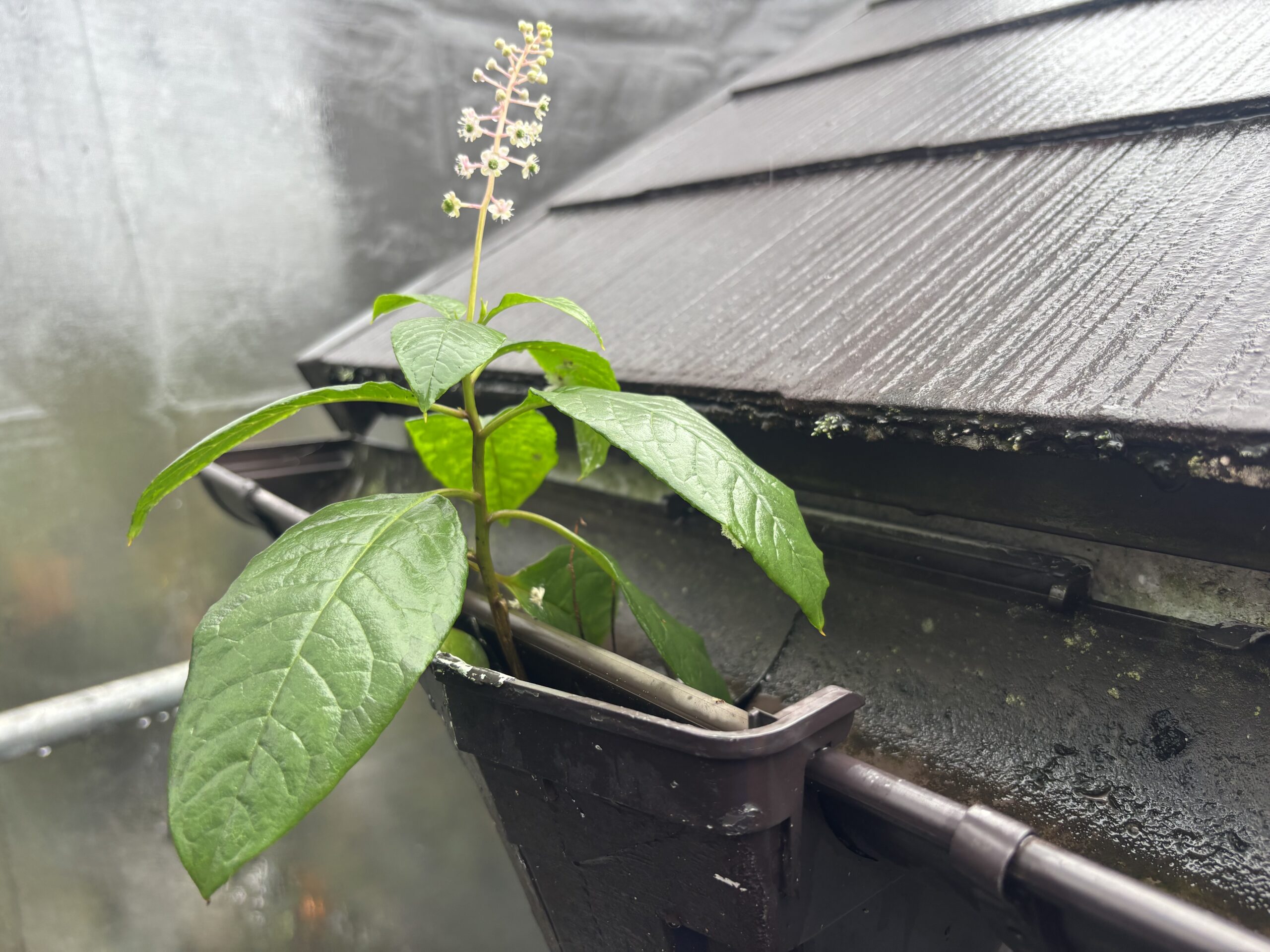 雨樋に草が生えてる？八王子市での原因と対処法