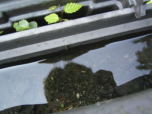 日野市で雨樋清掃を実施｜泥・落ち葉・苔を除去して排水機能を回復した施工事例