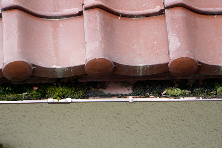 苔の生えた雨樋